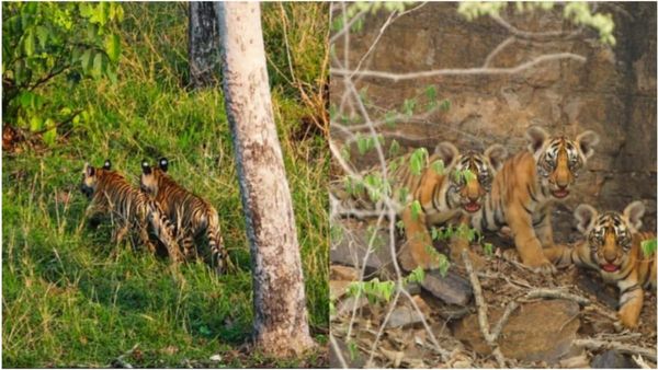 Pench Tiger Reserve: पेंच टाइगर रिजर्व में फिर बड़ा बाघो का कुनबा, 2 बाघिन ने 7 शावको को दिया जन्म