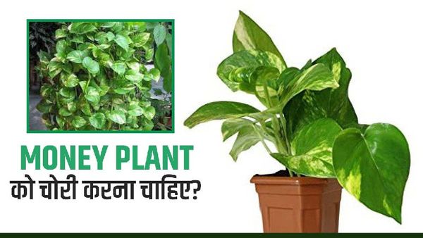 Vastu tips for Money Plant: क्या मनी प्लांट को चुरा कर घर में लगाना चाहिए?