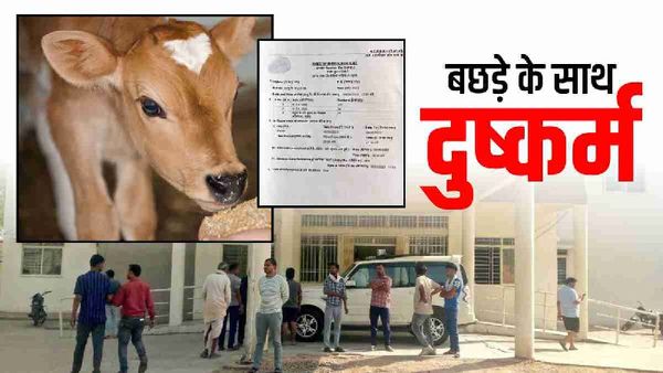 Bhind News: भिंड में दो युवकों ने एक माह के बछड़े के साथ किया अप्राकृतिक कृत्य, पशु क्रूरता के तहत मामला दर्ज