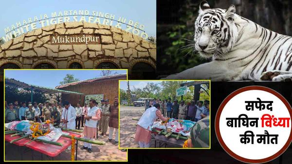 White Tiger: दुनिया की पहली मुकुंदपुर व्हाइट टाइगर सफारी की सफेद बाघिन विंध्या की मौत, लंबे समय से थी बीमार