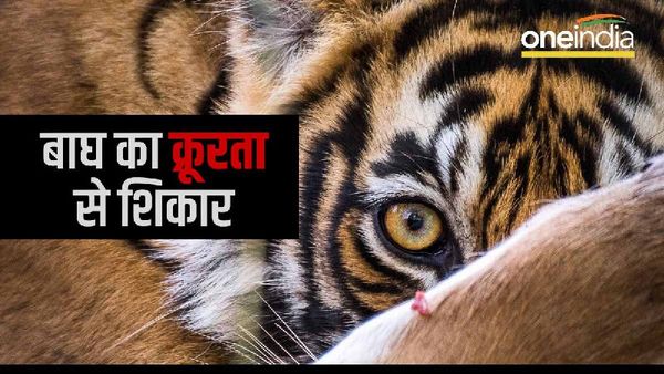 Shahdol: ब्योहरी के जंगल में मिला मृत बाघ, शरीर के नाखून, दांत, पंजे व खाल गायब, शव देख चरवाहों के उड़े होश