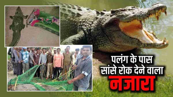 Shivpuri News: सो रहा था पूरा परिवार, रात के अंधेरे में शिकार करने घर के अंदर घुसा मगरमच्छ, फिर हुआ कुछ ऐसा