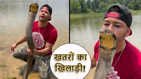 VIDEO: 12 फुट के किंग कोबरा को शख्स ने किया KISS, यूजर्स बोले- लिप टू लिप चाहिए