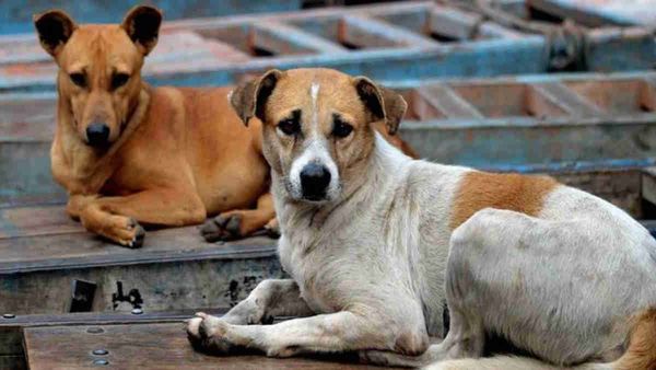 Lucknow: स्ट्रीट डॉग को पहले लाठी-डंडे से पीट-पीटकर मार, फिर लाश को रस्सी से बांधकर 100 मीटर तक घसीटा