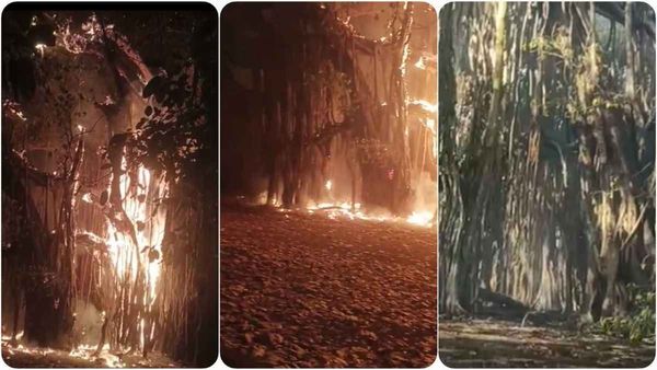 The Burning Tree: आधी रात को जल उठा 2 एकड़ में फैला विशाल 'वटवृक्ष'