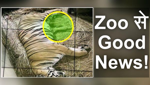 Delhi Zoo Tiger cubs के जन्म से उत्साहित, 18 साल बाद आए नन्हे गोल्डन रॉयल बंगाल टाइगर