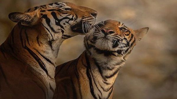 Nauradehi Sanctuary: टाइगर प्रोजेक्ट सफल, 16 बाघ-बाघिन और शावक, TIGER का एक जोड़ा फिर आएगा