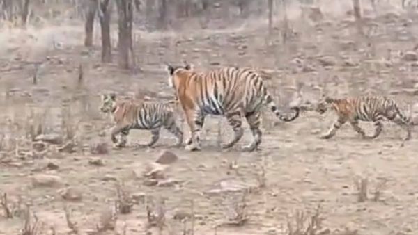 Panna Tiger Reserve: नौरादेही के बाद पन्ना से आई खुशखबरी, पी 234 ने जन्में दो शावक