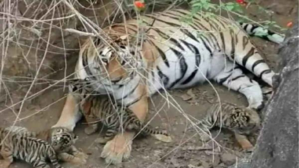 Nauradehi: बाघिन राधा की बेटी N-111 ने जन्में 4 शावक, पौने दो महीने हुए शावक