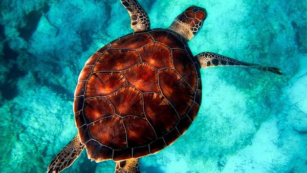 World Turtle Day: आखिर कैसे आसानी से 250 साल तक जिंदा रह लेते हैं कछुए?