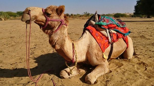 अब वैज्ञानिकों को सताने लगी एक और चिंता, लगातार फैलता ही जा रहा दुनिया का सबसे बड़ा 'सहारा' रेगिस्तान