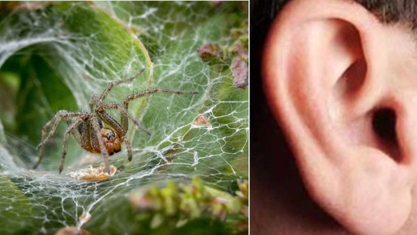 SHOCKING! कान में घर बना रही थी जिंदा मकड़ी, अजीबोगरीब आवाज आने पर डॉक्टर के पास गई महिला