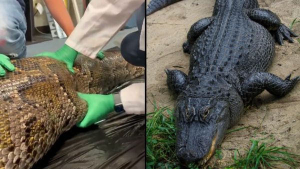 पायथॉन के पेट से निकला 5 फुट का खतरनाक मगरमच्छ, वायरल Video देखकर फटी रह जाएंगी आंखें