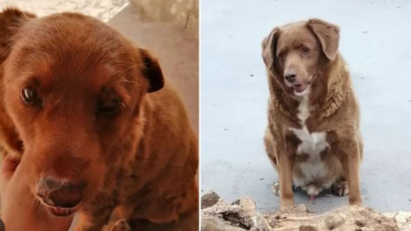 हैप्पी बर्थडे बॉबी! 31 साल का हुआ दुनिया का सबसे बूढ़ा कुत्ता, जानिये क्या है इसकी सेहत का राज