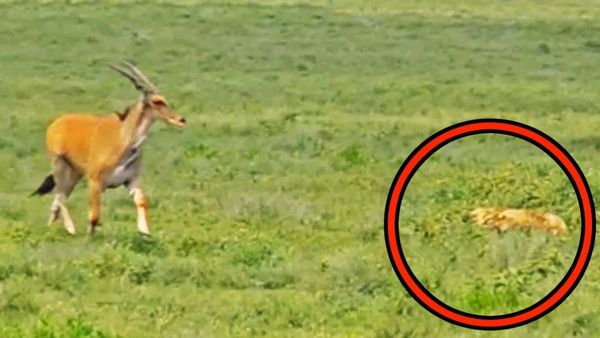 Video: जब घास में छिपी शेरनी के पास खुद चलकर आया हिरण, वजह जानकर यूजर्स के भी निकल पड़े आंसू