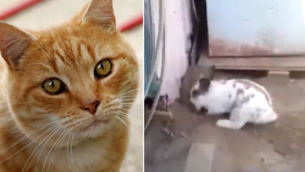 बिल्ली को बचाने में खरगोश ने झोंकी सारी ताकत, भावुक कर देगा ये वायरल VIDEO