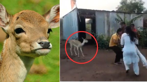 कृष्ण भक्ति में डूबा हिरण! कीर्तन कर रहे लोगों के बीच जमकर थिरकने लगा, दिल जीत लेगा VIDEO