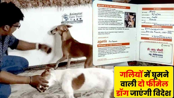 Varanasi: काशी की गलियों में घूमने वाली दो फीमेल डॉग्स जाएंगी विदेश, एक इटली और दूसरी जाएगी नीदरलैंड