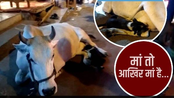 Viral video: गाय ने पिलाया कुत्ते के पिल्ले को दूध, वायरल हुआ दिल छू लेने वाला वीडियो