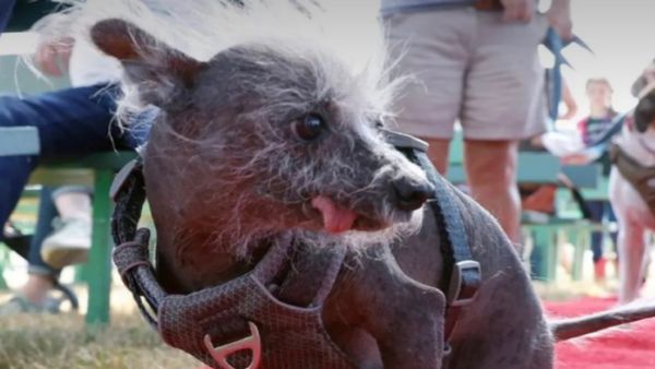 'स्कूटर' बना दुनिया का सबसे बदसूरत कुत्ता, जानिये इनाम में क्या-क्या मिला?