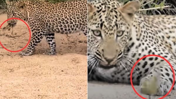 VIDEO: अचानक खूंखार तेंदुए के सामने आ गया चिड़िया का बच्चा, फिर करने लगा मरने की एक्टिंग