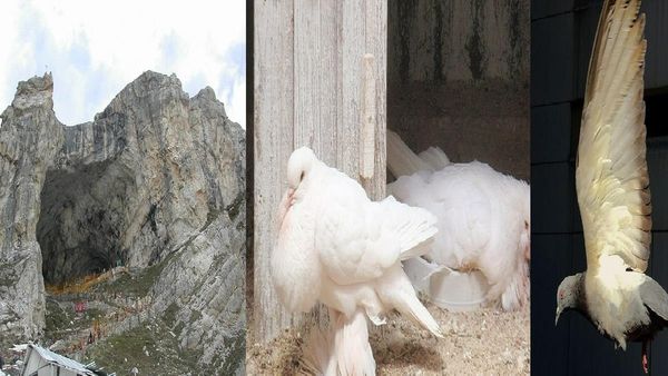 Amarnath Yatra 2023: क्या गुफा में रहते हैं दो कबूतर? क्या है 'बाबा बर्फानी' से कनेक्शन ? 
