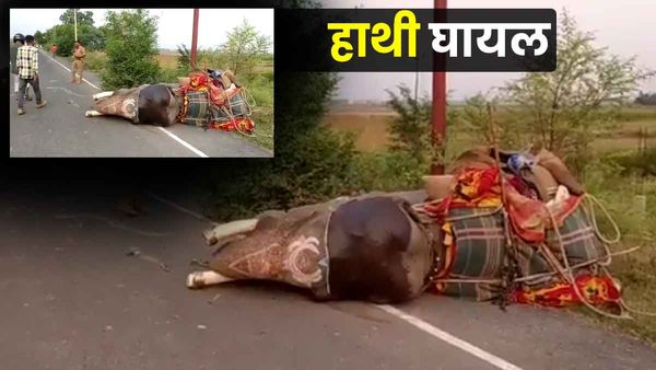 UP News: ट्रक ने हाथी को पीछे से मारी टक्कर, फिर जो हुआ उसे देख लोग रह गए हैरान, महावत भी घायल