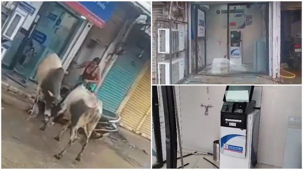 Sagar News: सांडों ने मिलकर तोड़ डाला बैंक का ATM, खुद भी जख्मी हो गए