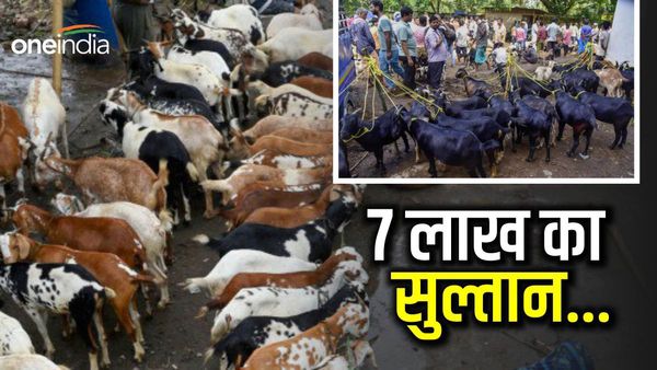 Bakrid 2023: सज गई बकरा मंडी, कहीं 170 किलो का 'सुल्तान' तो कहीं 7 लाख में भी बेचने को तैयार नहीं मालिक