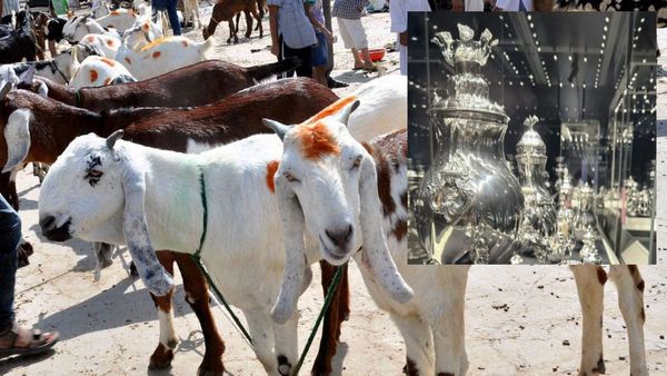 Bakrid 2023: बकरीद का चांदी के दाम से क्‍या है खास कनेक्‍शन? जानें किन्‍हें जरूर करनी चाहिए 'कुर्बानी' 