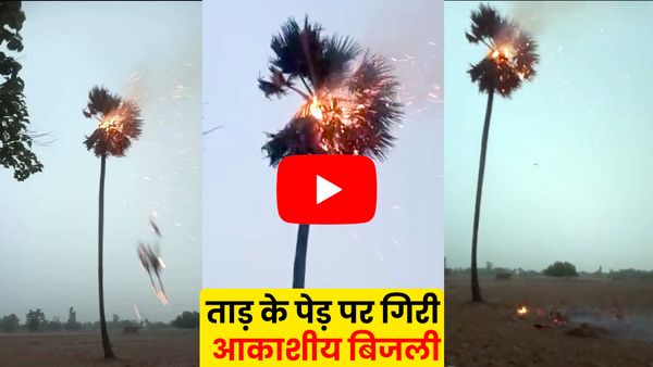 UP News: ताड़ के पेड़ पर गिरी आकाशीय बिजली, पल भर में राख हो गया पेड़, बचा सिर्फ तना, देखें Video