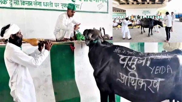 Noida:YEIDA के अफसरों के खिलाफ अनोखा आंदोलन, भैंस के आगे बीन बजाकर जताया विरोध
