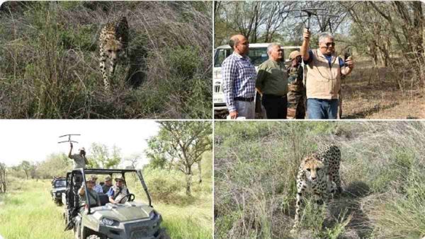 Kuno National Park: कूनो ही रहेगा ठिकाना, कहीं और नहीं जाएंगे अफ्रीकन चीते