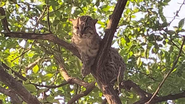 Chandauli News: खेत में पेड़ पर बैठा दिखा तेंदुआ, किसानों ने क्लिक की फोटो और फिर लाठियां लेकर दौड़े