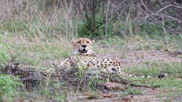 कूनो से एक और चीता भागा, मादा चीता 'गामिनी' एनएच क्रॉस कर खाड़ी रेंज में पहुंची