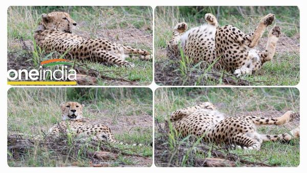 Cheetah Project kuno: बारिश में चीतों की चिंता, ट्रैकिंग टीम को होगी दिक्कत! जंगल में छोड़ने हैं 6 चीते