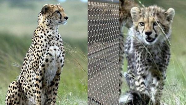 Kuno: चीता शावक और मां ज्वाला के बीच जाली की दीवार, ताकि मां का मातृत्व जागे