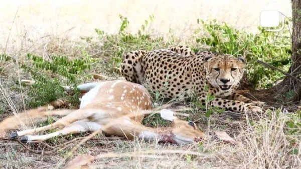 कूनो के चीतों पर शिकारियों की नजर, जंगल से तीन शिकारी गिरफ्तार, चीतों की फिराक में थे