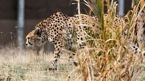 चीतों के कारण इंसानों पर संकट! कूनो के जहानगढ़ गांव विस्थापन से पहले उजाड़ने पर तुले अधिकारी