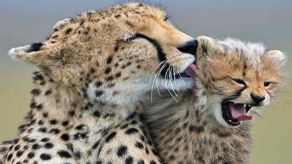 Kuno National Park में बमुश्किल बचे इकलौते चीता शावक को अपनी मां ज्वाला से जान का खतरा