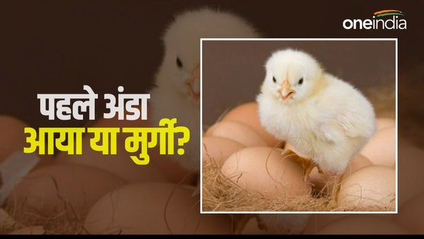 पहले अंडा आया या मुर्गी? इस अनोखे सवाल का मिला सटीक जवाब, रिसर्च में वैज्ञानिकों ने कही ये बात