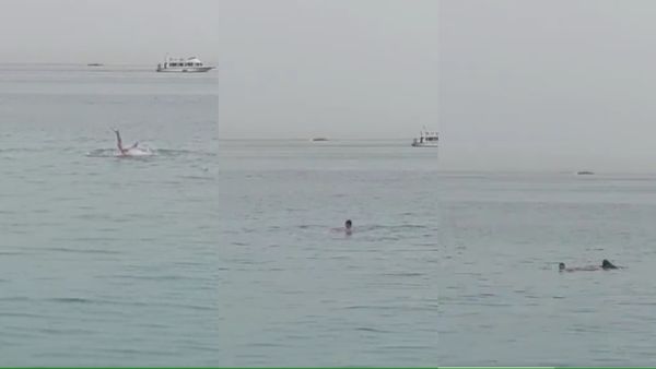 VIDEO: पर्यटक को मारकर खा गई शार्क, चिल्लाता रहा पिता, जिंदा बच निकली प्रेमिका