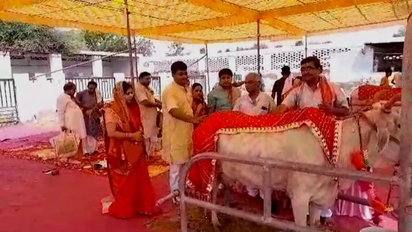 अनोखी शादी: गाय ने सांड के साथ लिए सात फेरे, जानिए क्‍यों करवाते हैं गौ विवाह?