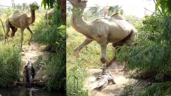KOTA में मगरमच्‍छ ने किया ऊंट का शिकार, वाइल्ड लाइफ फोटोग्राफर के कैमरे में कैद किया दुर्लभ नजारा