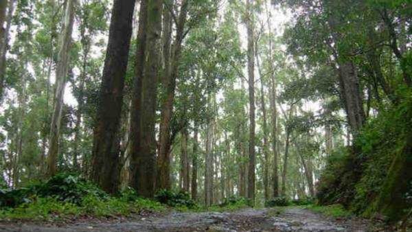 भारत के पड़ोसी देश में मिला एशिया का पहला और दुनिया का दूसरा सबसे ऊंचा पेड़, स्टैच्यू ऑफ लिबर्टी से भी है लंबा