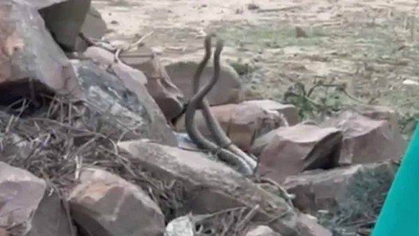 नाग-नागिन के मिलन में खलल डाला तो गुस्से से फुफकारने लगे