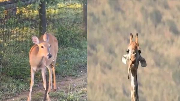 Video: हिरण ने पहले खाया सांप, अब जिराफ पत्‍ती नहीं ह‍ड्डी चबाता आया नजर, जानें क्‍यों मांसाहारी बन गए ये?