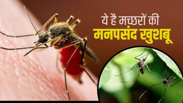 मच्छरों को इंसानों से शरीर से निकलने वाली ये गंध करती है आकर्षित, वैज्ञानिकों ने रिसर्च में किया खुलासा