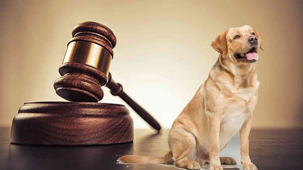 'एंजल' के लिए 2 घंटे चली पंचायत, पुलिस ने भी की माथापच्ची; फिर डॉग ने ही सुना दिया फैसला