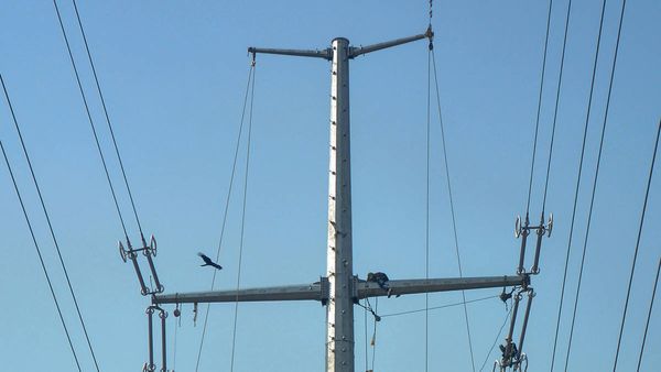 Odisha: बिजली के बुनियादी ढांचे को मजबूत करने के लिए बिजली मंत्रालय को सौंपा प्रस्ताव, मांगे 4,248 करोड़ रुपए